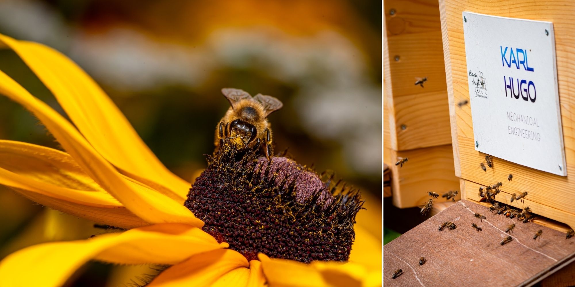 Bee Colony at KARL HUGO